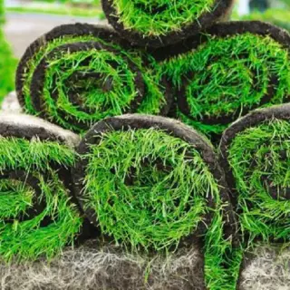 Czy warto zakładać trawnik z rolki?
